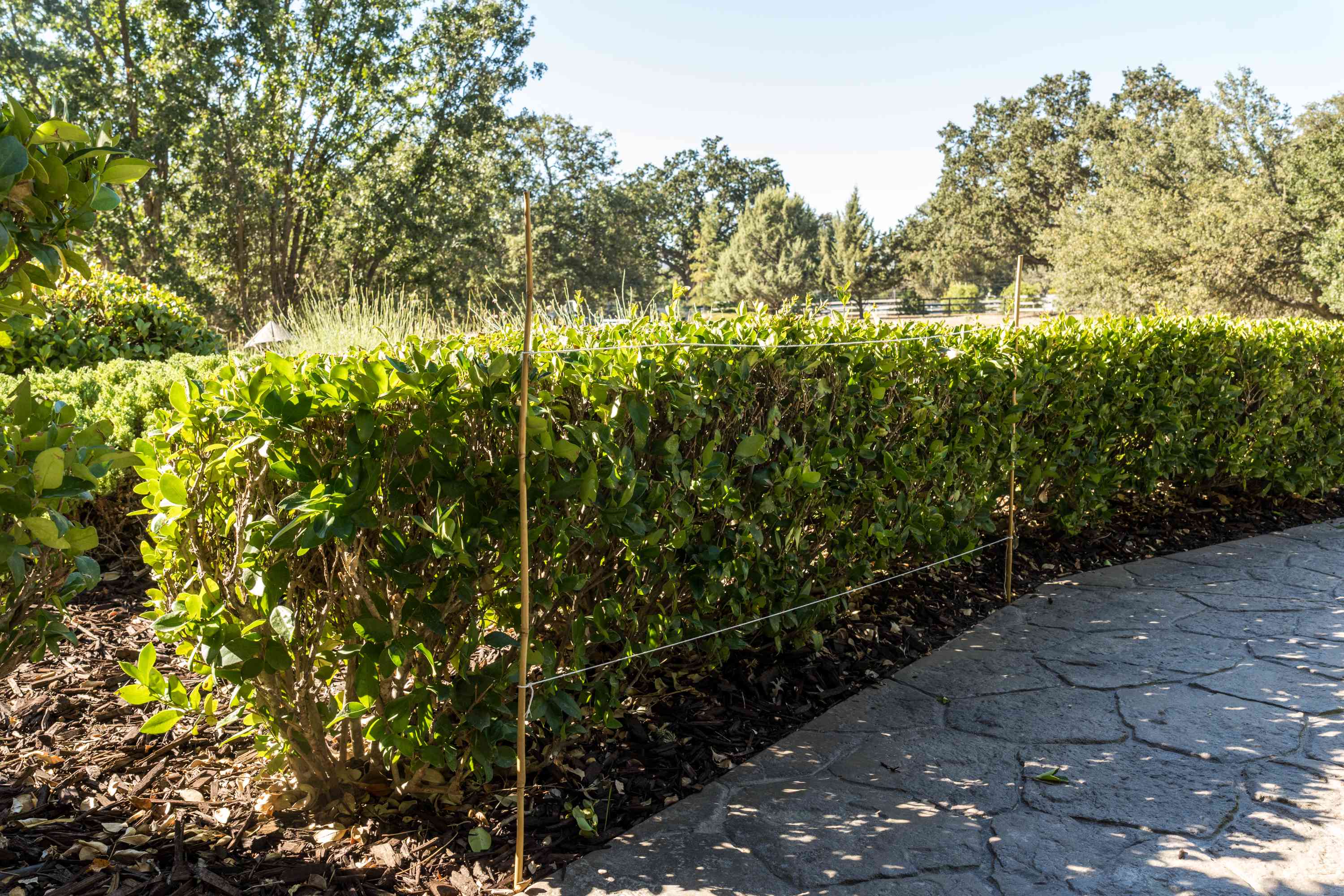 Hedge Trimming thumbnail 3