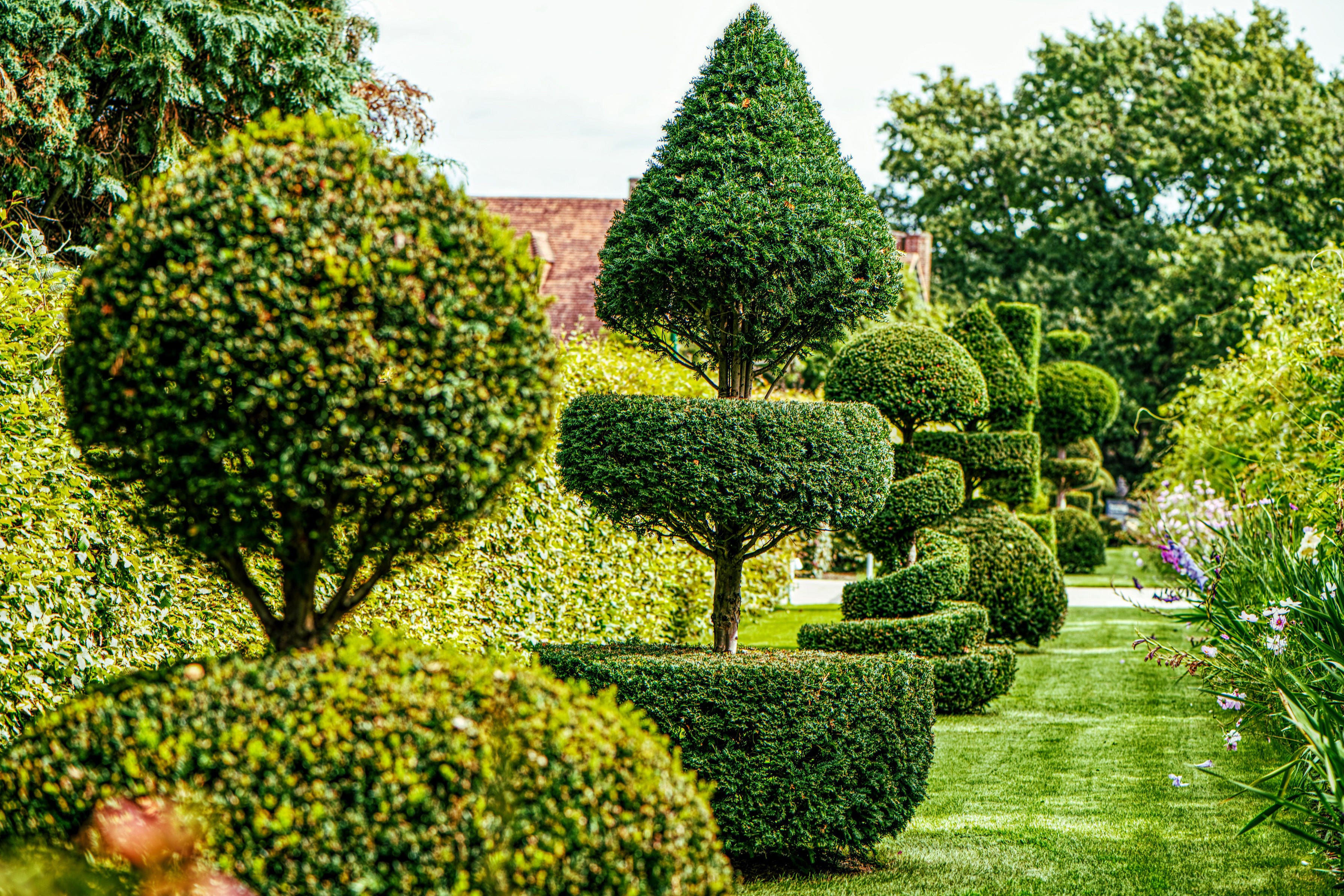 Hedge Trimming thumbnail 4