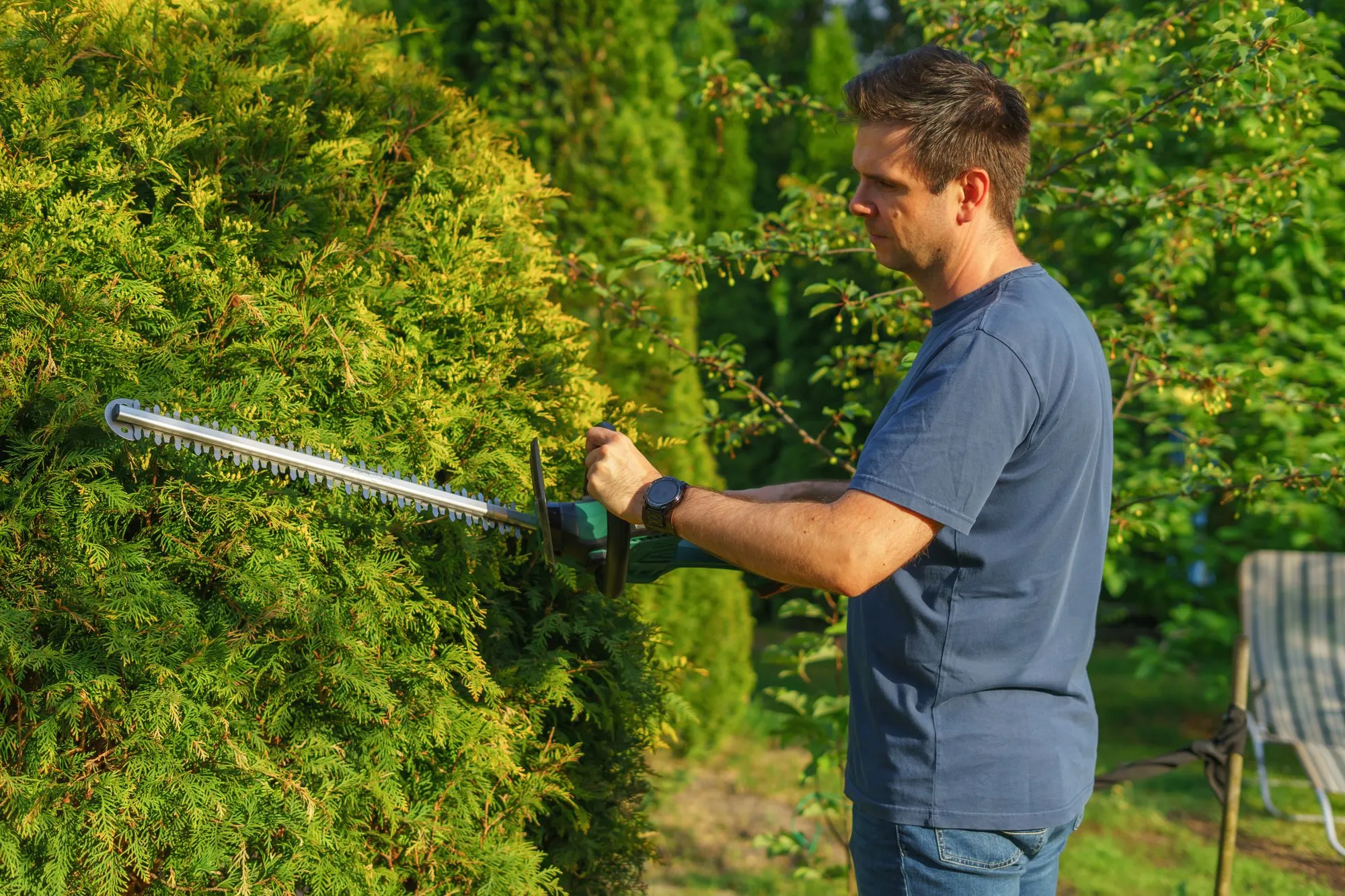 Hedge Trimming thumbnail 5