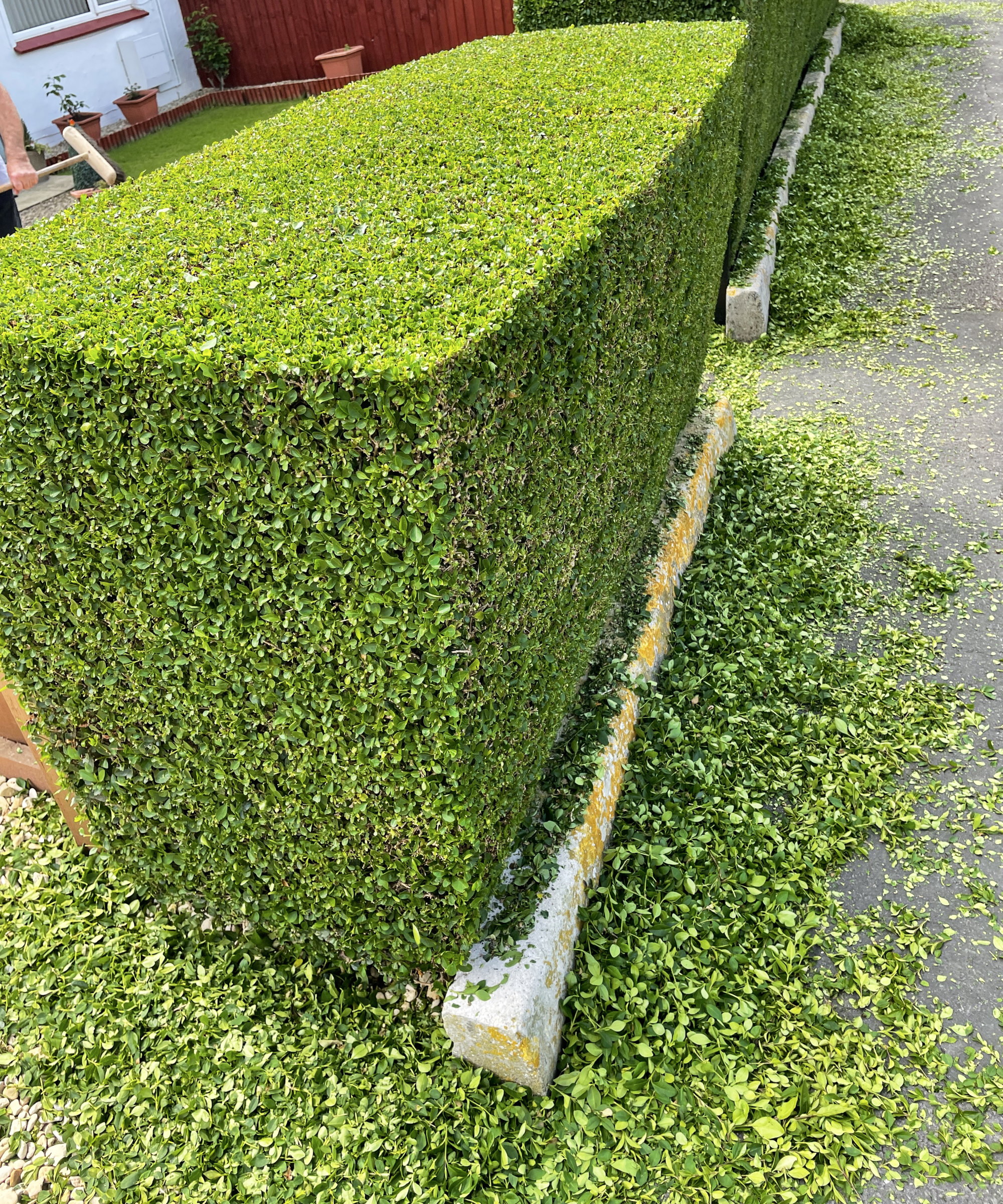 Hedge Trimming thumbnail 6
