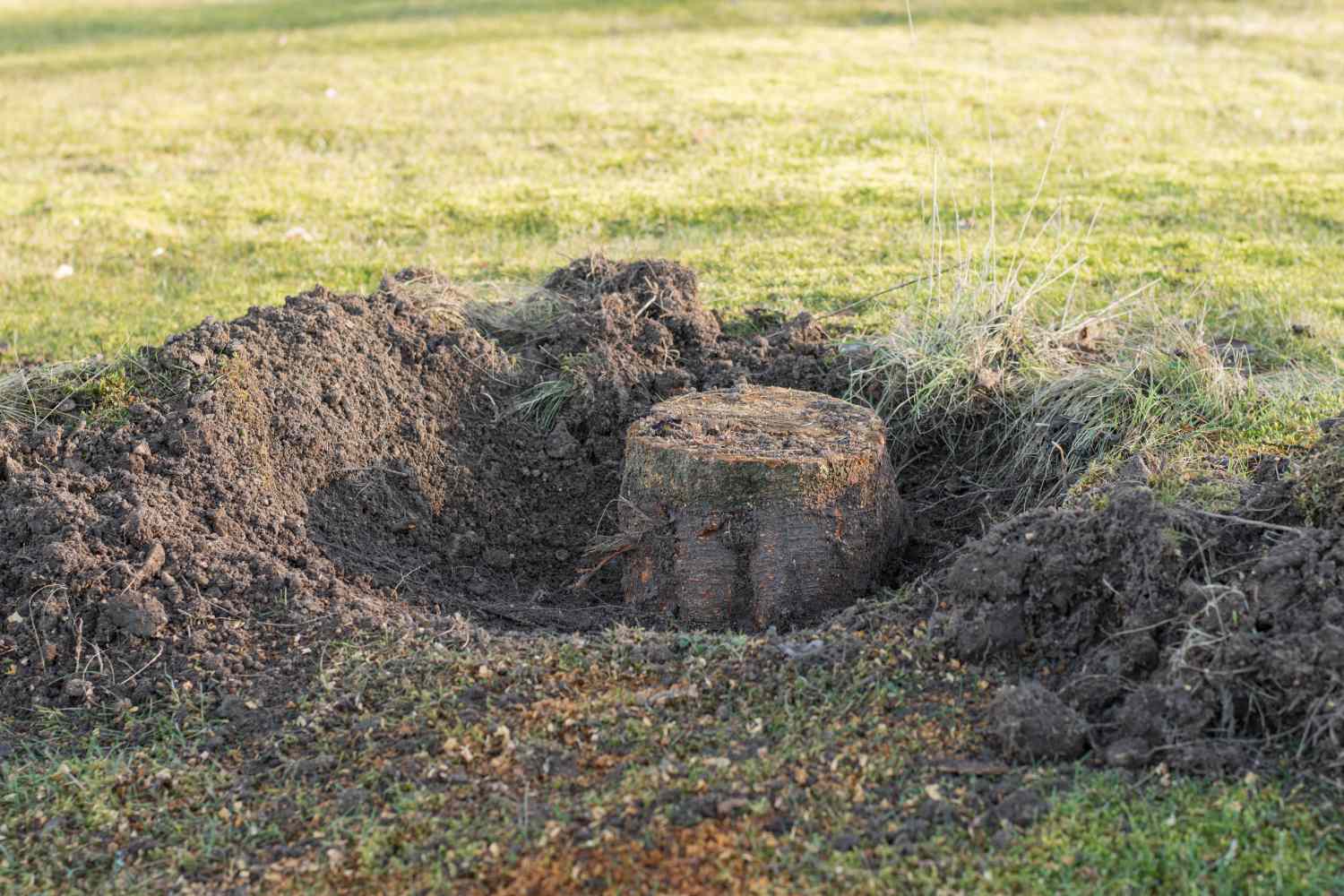 Root Removal thumbnail 6
