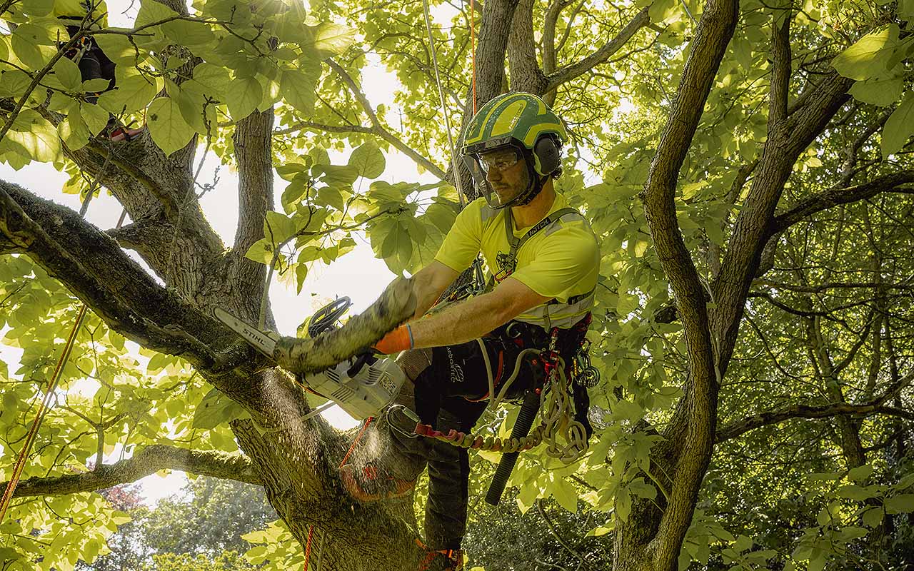 Tree Removal