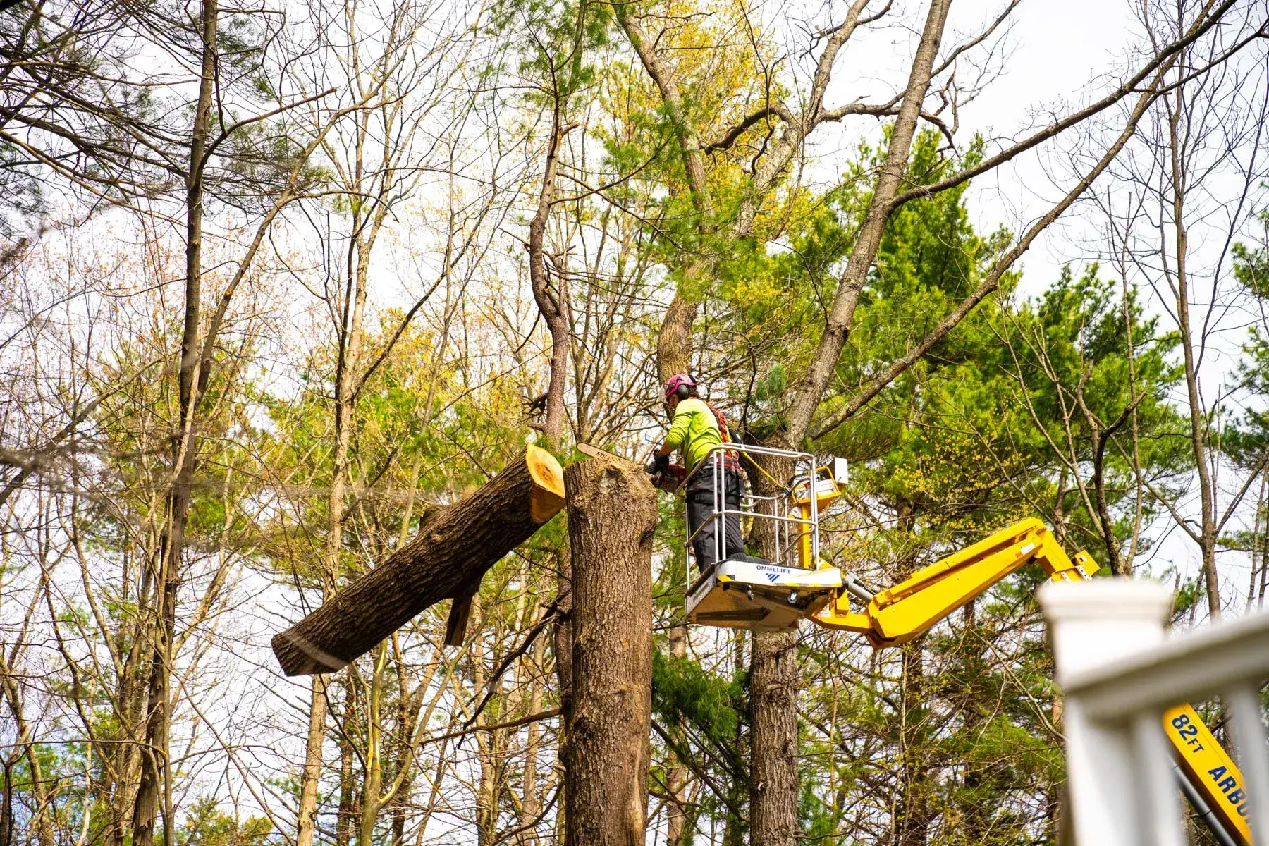 Tree Removal thumbnail 2
