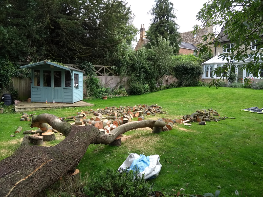 Tree Removal thumbnail 4