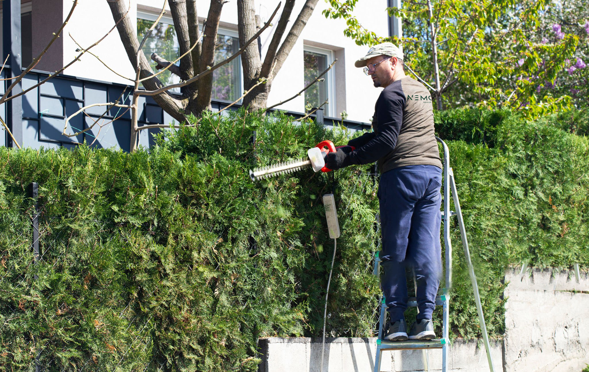 Tree Removal thumbnail 6