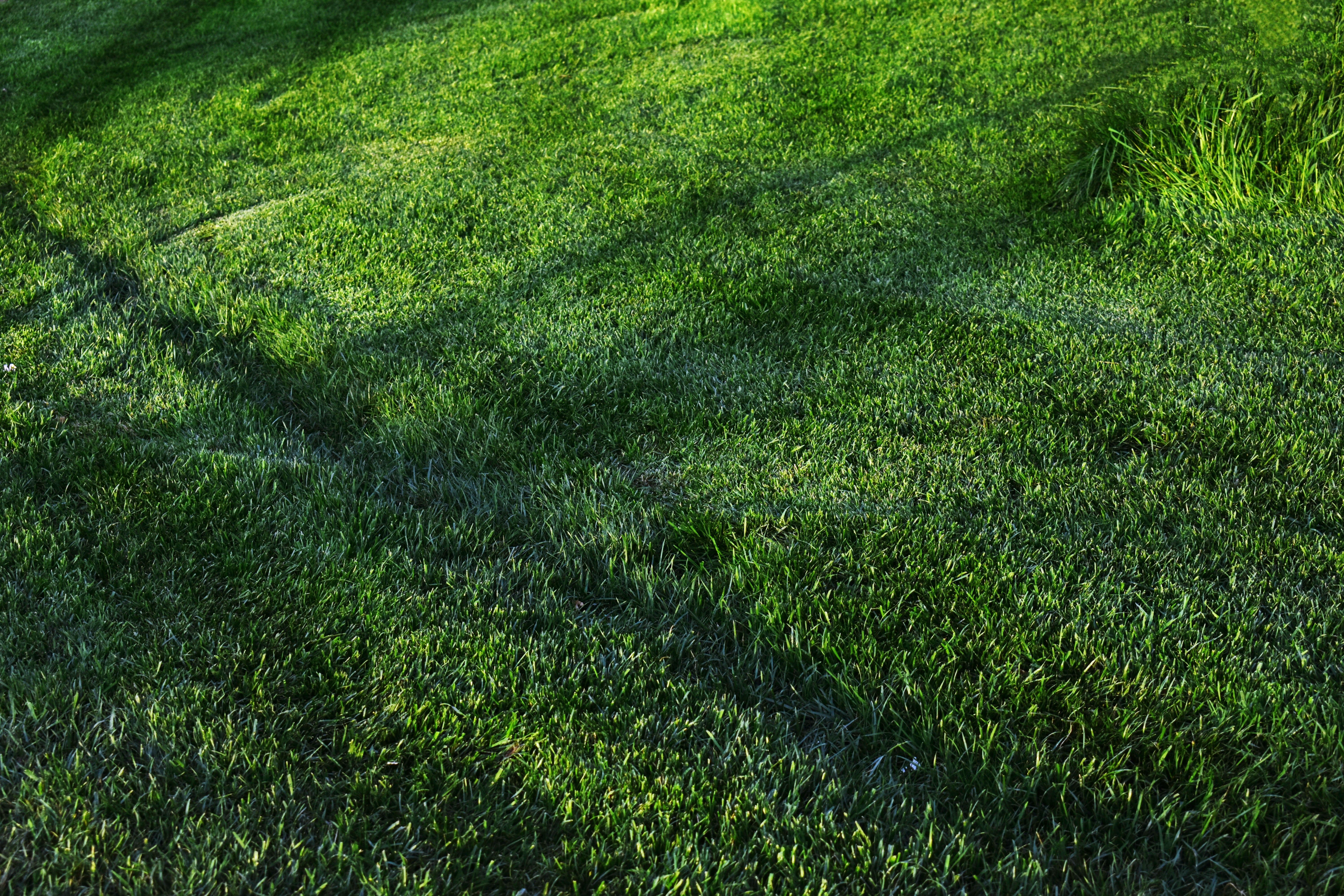 Turfing thumbnail 6
